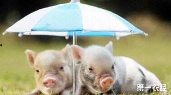 温猪猪被爆料的视频,揭秘娱乐圈不为人知的秘密